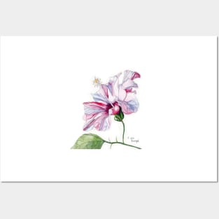 Pink Hibiscus Flower in watercolor Posters and Art